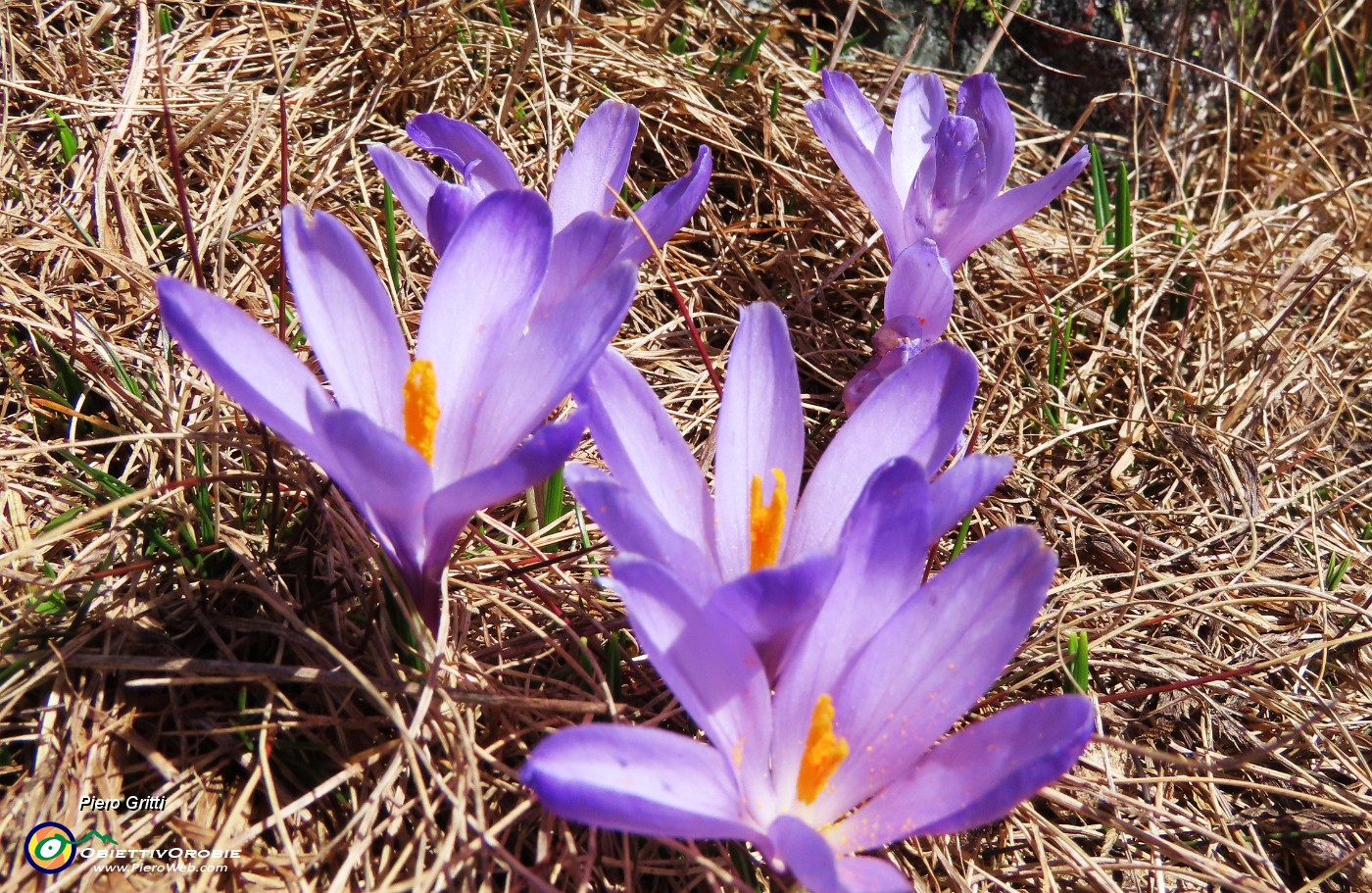 21 Al Monte Campo primi Crocus vernus .JPG